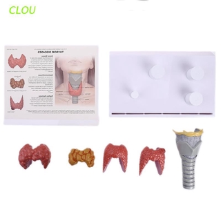 CLOU Human Anatomical Thyroid Gland Model Pathology Anatomy Digestive System Study Teaching Tool