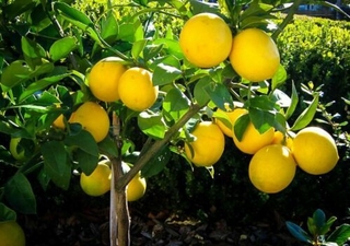 10 semillas de árbol de limón reliquia de lima planta en maceta rara fruta hogar jardín bonsai plantas--semillas de frutas (4)