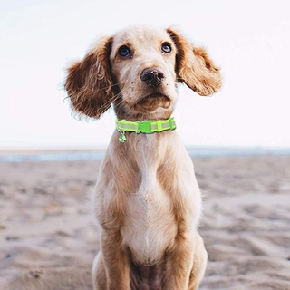 Productos Para Mascotas/Collar De Reflectante Campana Collares Ajustables Para Perros Con Correa Para El Cuello De La De Nylon Pequeños Y Medianos Suministros (3)
