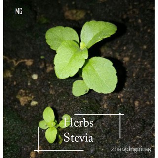 Semillas Orgánicas De Stevia-50 Vegetales Según Pasu t0Tp