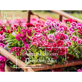 * Easy * Dianthus Flower Mix Semillas-100 * Pot Friendly *-Floración Anual-Mango Garden DZof
