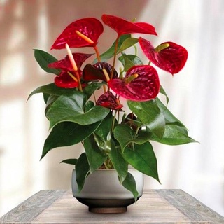 [COD] 20 Pzs Semillas De Flores De Anthurium Bonsai Plantas Ornamentales # LG005 plr0