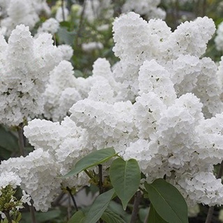 20 pzs/semillas de árbol lila japonés blanco semillas de flor de clavo bonsai semillas de flores de jardín avwl (4)