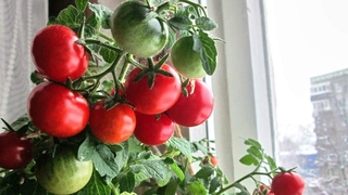 enano arbusto cereza tomates semillas para plantar alrededor de 20 semillas... jc4j (6)