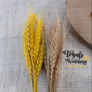 Pluma de importación de trigo seco/importación de trigo seco