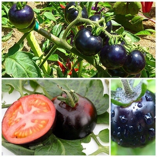 30 pzs semillas de tomate negro vegetales raras plantas anuales interesantes bonsai jardín 3fwv