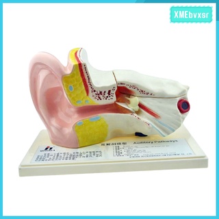 [XMEBVXSR] Enlarged Organ Ear Anatomy Model w/ Plastic Stand Expansion Display Teaching Supplies School Learning Tool Ear Model