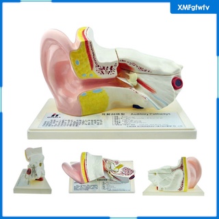 [XMFGFWFV] Enlarged Organ Ear Anatomy Model w/ Plastic Stand Expansion Display Teaching Supplies School Learning Tool Ear Model (5)