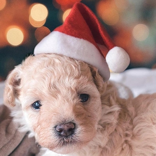 sombrero de navidad para mascotas, gato, perro, adorno de papá noel, sombrero de invierno cálido, año nuevo