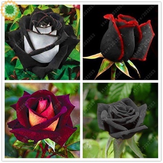 20 unids/bolsa semillas de rosas raras flor rosa negra con flor roja borde semillas hogar jardín bonsai flowe iqs3