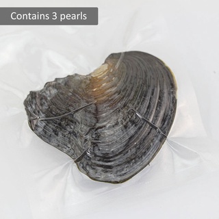 [2021 nuevo] joyería de las mujeres perla envasado al vacío individualmente mejillón ostra con perlas vivas (1)