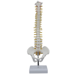 Stock listo 45cm Humano Spine con Peic Anatomy Anatomy Humano Spine
