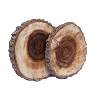 rodaja de madera de alamo naturales (1)