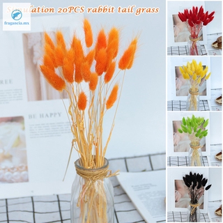 20Pcs conejo cola hierba Natural flores secas para decoración del hogar arreglo de flores largos racimos ramo de accesorios