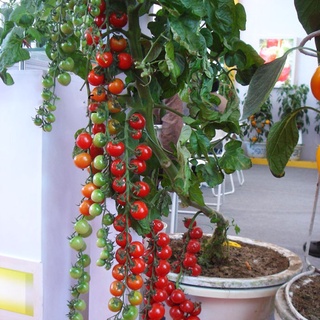 50 semillas de tomate de chocolate, tomate de pera amarilla, semillas de vegetales bonsai no ogm para el hogar y el jardín