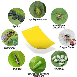 1 pieza adhesivo de doble cara moscas insectos palo multifuncional práctico duradero Control de plagas pegatina (4)