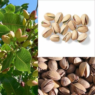5 pzs semillas de flores rojas de pistacho árbol de pistacho de pistacia vera, semillas de frutas (1)