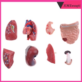 [xmewaqti] modelo de torso humano premium - modelo de cuerpo humano detallado con órganos humanos extraíbles, gran herramienta de enseñanza hospital