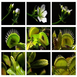 100 pzs semillas carnívoras de venus/moscas/muscipula/ceóvora/semillas de flores atrapan plantas de insectos (9)