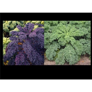 semillas de kale rojo o verde para jardín