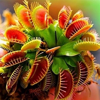 100Pcs Catchfly Potted Plant Seeds Garden Venus Flytrap Insectivorous Plant Seed