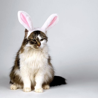 Perros gato encantador accesorios para mascotas productos perro conejo oreja horquilla de aseo suministros para mascotas
