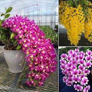 readay stock 50 pzs plantas ornamentales de jardinería para el hogar flor dendrobium semillas gptq