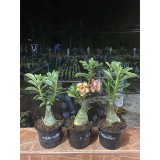 adenium obesum semillas 1pcs rosa del desierto rara tailandia semillas de flores para el hogar jardín planta fácil de cultivar g4jo (4)