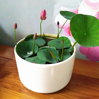 5pcs bowl lotus lirio de agua mezcla semillas de flores bonsai maceta jardín planta enano lirio de agua iqhs (6)