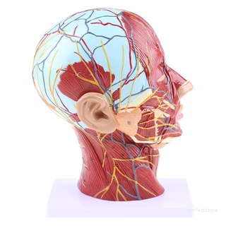 Perfecto humano anatómico de la mitad de la cabeza de la cara de la anatomía médica del cuello del cerebro de la sección de estudio modelo de nervio vaso sanguíneo para la enseñanza