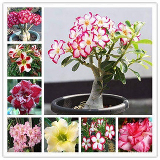 100 pzs semillas de adenium obesum rosa del desierto perenne flor jardín bonsai planta XS1H