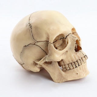 1:2 Disassembled Skull Anatomical Model Anatomy Skeleton Skull Model Detachable Medical Teaching Supplies Tool, 15 Parts