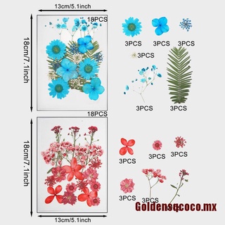 [Goldensqcoco]paquete de 6 flores secas reales prensadas flores secas naturales coloridas flores secas