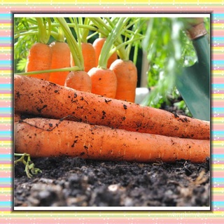 100 Pzs Semillas De Zanahorias/Frutas/Verduras/Planta Dulce Y Saludable/Jardín Para El Hogar sB0r