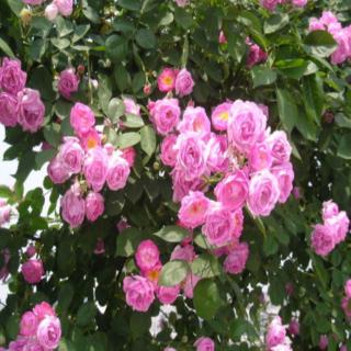 aprox. 100 pzas semillas de rosas multiflora trepadoras para jardín balcón patio trasero ogzt (4)