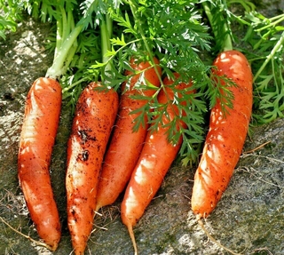 100 pzs semillas de zanahoria escarlata primavera vegetal jardín reliquia combinada envío ee.uu.