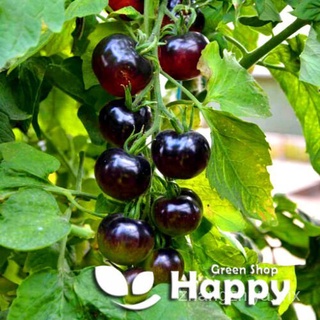Tomate Vegetal-Cereza Negra-Reliquia-20 Semillas-Fácil De Cultivar shnl