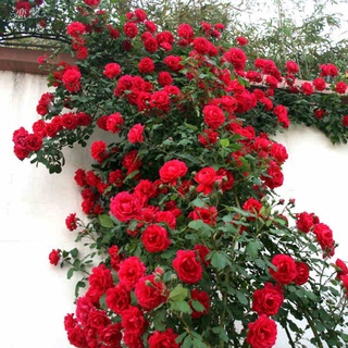 10 semillas de rosas rojas diy casa jardín balcón patio flor planta día de san valentín 6vft