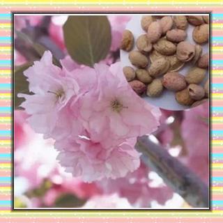 10 * hermoso japonés rojo sakura flor semillas de cerezo semillas de árbol dy uenj