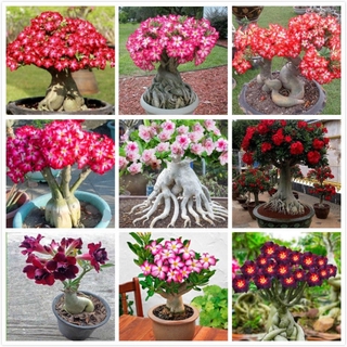 50pcs Benih tahan panas Adenium Obesum, bunga gurun, biji bunga langka tailandia, tanaman kebun rumah yang mudah ditanam