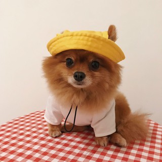 Sombrero de cubo perro/gato