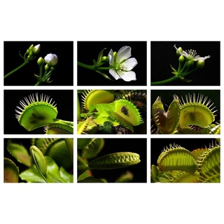 100Pcs Catchfly Potted Plant Seeds Garden Venus Flytrap Insectivorous Plant Seed (4)
