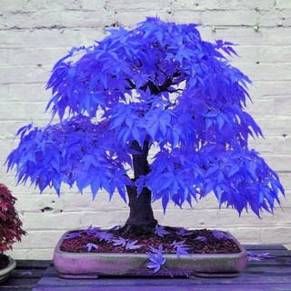 20 pzs semillas raras de árbol de arce azul japonés/semillas de árbol de bonsai/semillas orgánicas vivientes