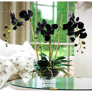 10 pzs semillas de orquídeas bonsai/semillas de flores para jardín del hogar (2)