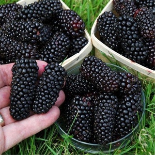 100 pzs semillas nutritivas de mora mora gigante de frambuesa plantas de jardín blackberry 7zdq