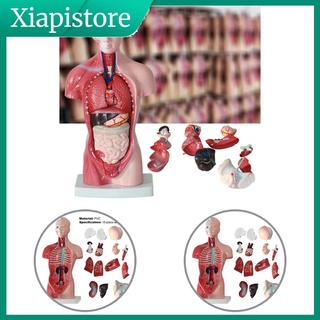 [Xiapistore] Multifuncional Humano Órganos Internos Modelo Anatomía Torso Cuerpo Figura Tamaño Pequeño Para Aula