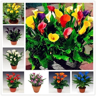 10 pzs semillas de flores raras de lirio de calla/bonsai/planta en maceta/flores perennes/gnjw