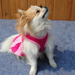 Ropa de perro para mascotas para perro pequeño gato vestido de novia falda ropa de cachorro (1)