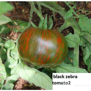 50 semillas de tomate *zebra negro* ucrania reliquia semillas vegetales yzob af5d gzz4