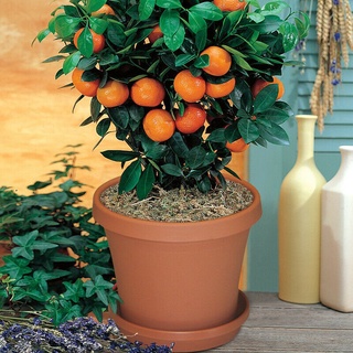 10 pzs semillas de bonsai de árbol anaranjado raras de 3 tipos de cítricos para jardín y hogar e12a